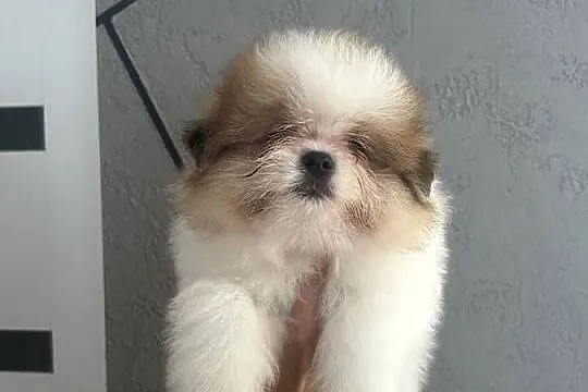 Szpic miniaturowy- pomeranian, Kujawsko-pomorskie, Toruń