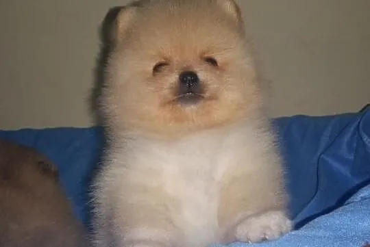 Pomeranian Rezerwacja