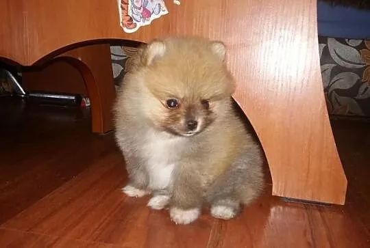 Pomeranian Rezerwacja