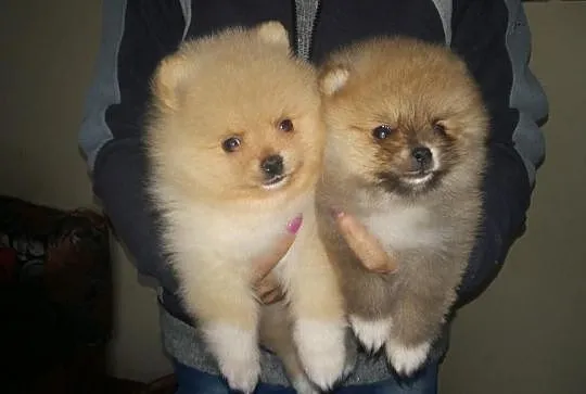 Pomeranian Rezerwacja