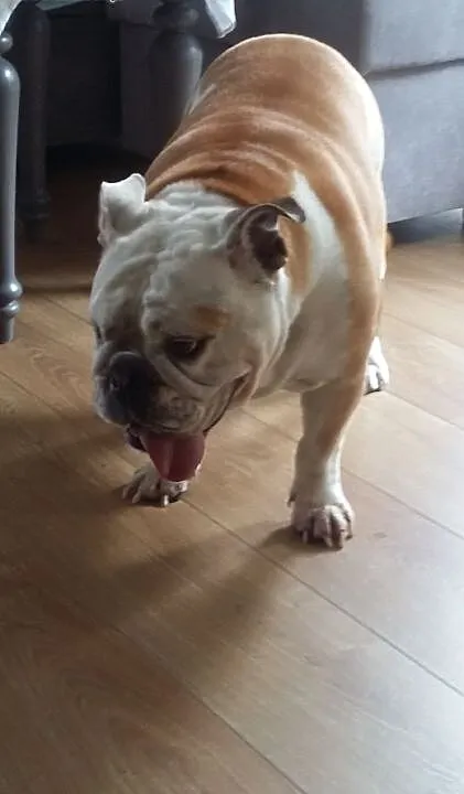 Buldog angielski, wielkopolskie Kalisz
