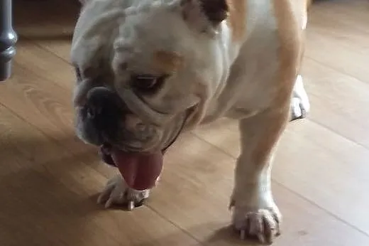 Buldog angielski,  wielkopolskie Kalisz