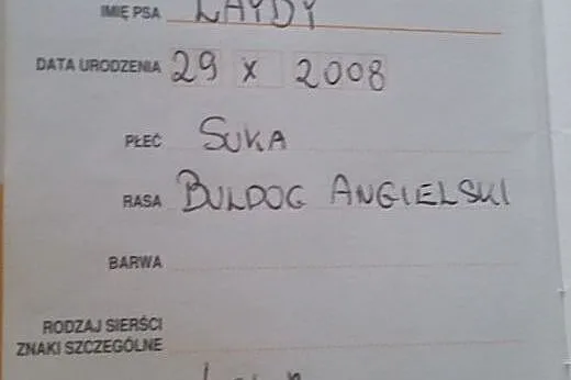 Buldog angielski,  wielkopolskie Kalisz