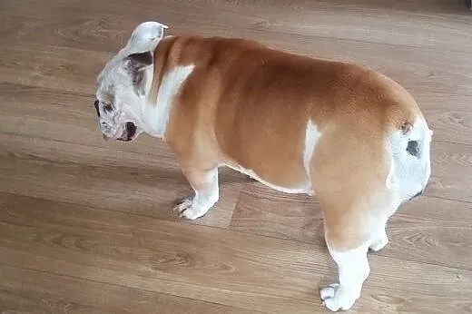 Buldog angielski,  wielkopolskie Kalisz
