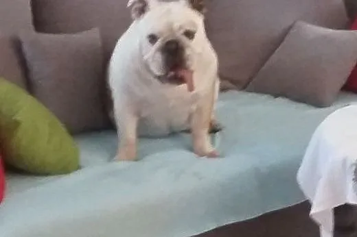 Buldog angielski,  wielkopolskie Kalisz