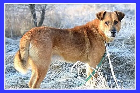 40 kg, spokojny,przyjazny,łagodny,towarzyski pies FIODOR_Adopcja