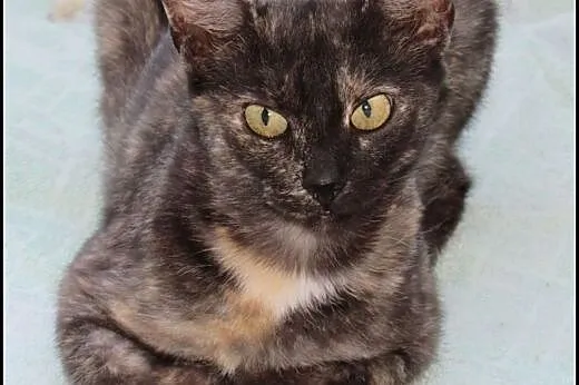 Kotka DAKOTA ok 2 letnia kicia szuka domku,  mazow