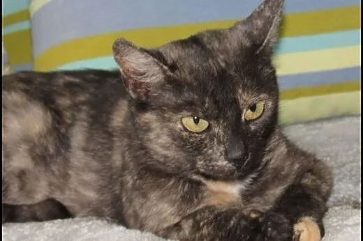 Kotka DAKOTA ok 2 letnia kicia szuka domku,  mazow
