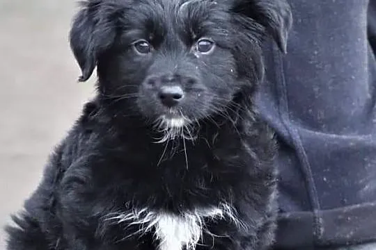 Cudowna dziewczynka uwielbiająca zabawę i towarzystwo człowieka poleca się do adopcji
