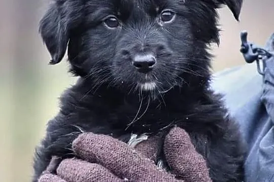 Cudowna dziewczynka uwielbiająca zabawę i towarzystwo człowieka poleca się do adopcji, Łódzkie, Łódź