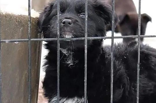Cudowna dziewczynka uwielbiająca zabawę i towarzystwo człowieka poleca się do adopcji, Łódzkie, Łódź