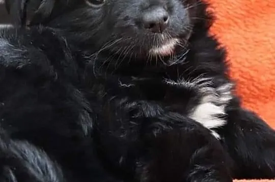 Cudowna dziewczynka uwielbiająca zabawę i towarzystwo człowieka poleca się do adopcji, Łódzkie, Łódź