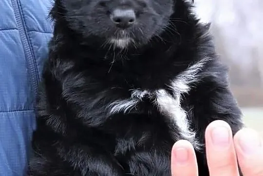 Cudowna dziewczynka uwielbiająca zabawę i towarzystwo człowieka poleca się do adopcji, Łódzkie, Łódź