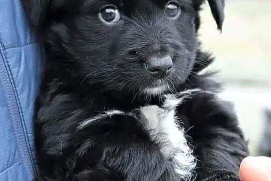 Cudowna dziewczynka uwielbiająca zabawę i towarzystwo człowieka poleca się do adopcji, Łódzkie, Łódź