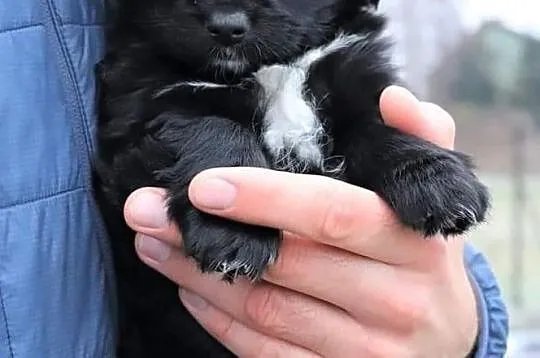 Cudowna dziewczynka uwielbiająca zabawę i towarzystwo człowieka poleca się do adopcji, Łódzkie, Łódź
