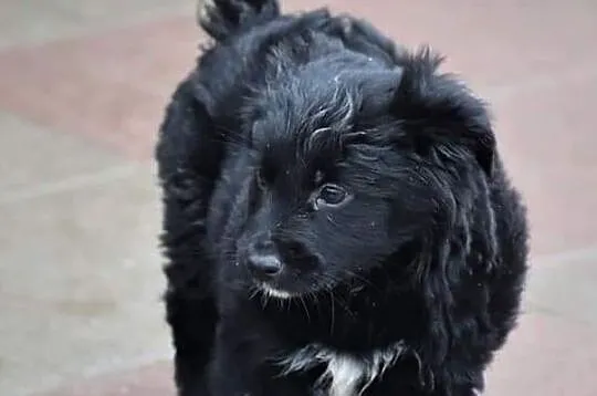 Cudowna dziewczynka uwielbiająca zabawę i towarzystwo człowieka poleca się do adopcji, Łódzkie, Łódź