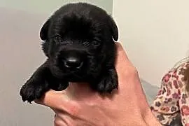 Szczeniak Labrador Retriever