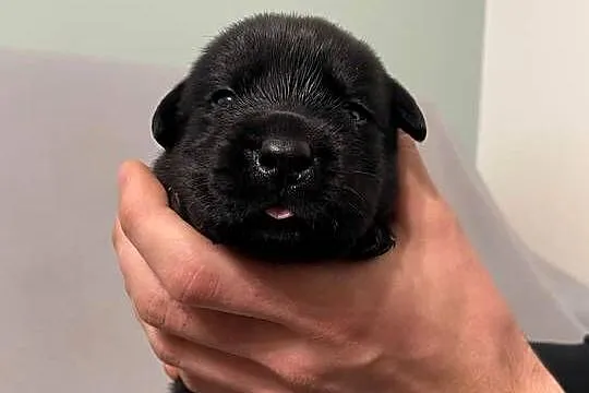 Szczeniak Labrador Retriever, Wielkopolskie, Gostyń