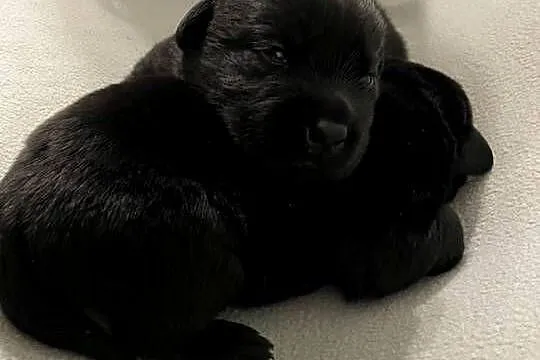 Szczeniak Labrador Retriever, Wielkopolskie, Gostyń