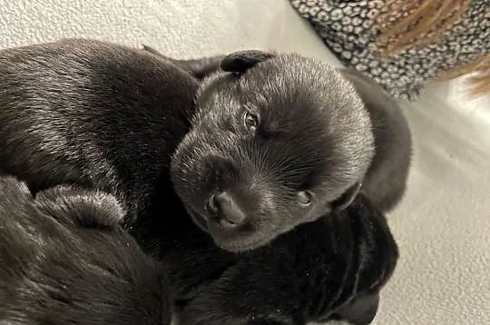 Szczeniak Labrador Retriever, Wielkopolskie, Gostyń