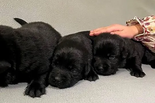 Szczeniak Labrador Retriever, Wielkopolskie, Gostyń