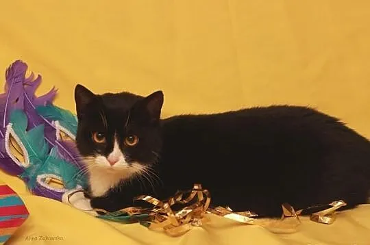 Artemis