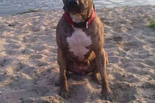 Saba w typie amstaffa szuka domu, Amstaff cała Polska