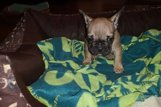 Buldog francuski, Łódzkie, Aleksandrów Łódzki