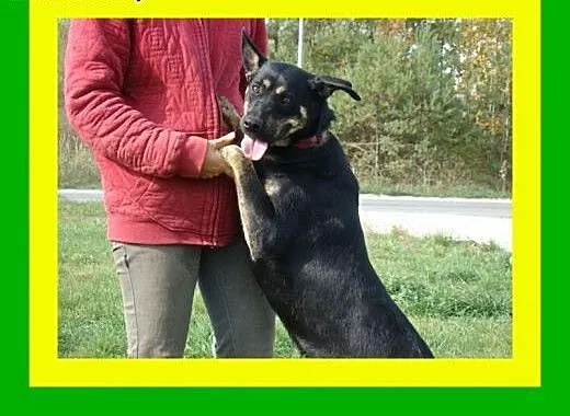 26kg,10miesięczna,uwielbia się przytulać,przyjacie