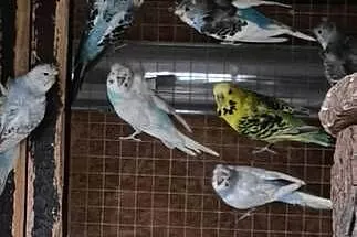 Faliste helikoptery