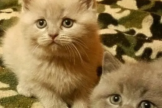 Liliowe kociaki, kocurek i koteczka,  Koty brytyjs