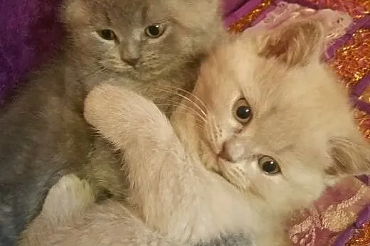 Liliowe kociaki, kocurek i koteczka,  Koty brytyjs