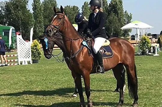 Klacz do małego sportu, Wielkopolskie, Gniezno