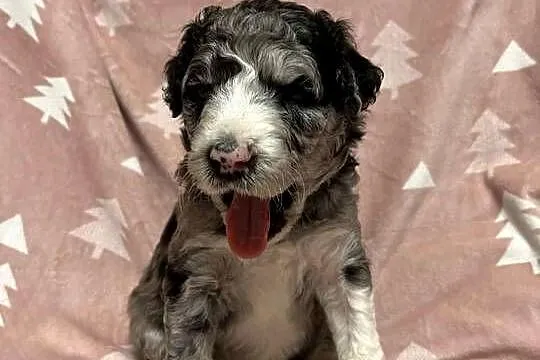 Owczarek / Pudel Aussiedoodle Silver Merle
