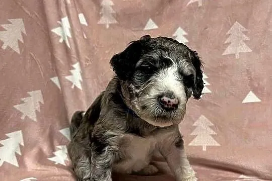 Owczarek / Pudel Aussiedoodle Silver Merle, Wielkopolskie, Czarnków