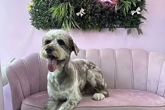 Owczarek / Pudel Aussiedoodle Silver Merle, Wielkopolskie, Czarnków