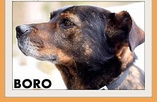 BORO,15kg,łagodny,wesoły,towarzyski pies średni.AD