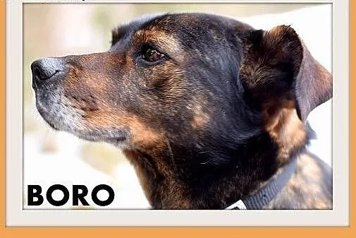 BORO,15kg,łagodny,wesoły,towarzyski pies średni.AD