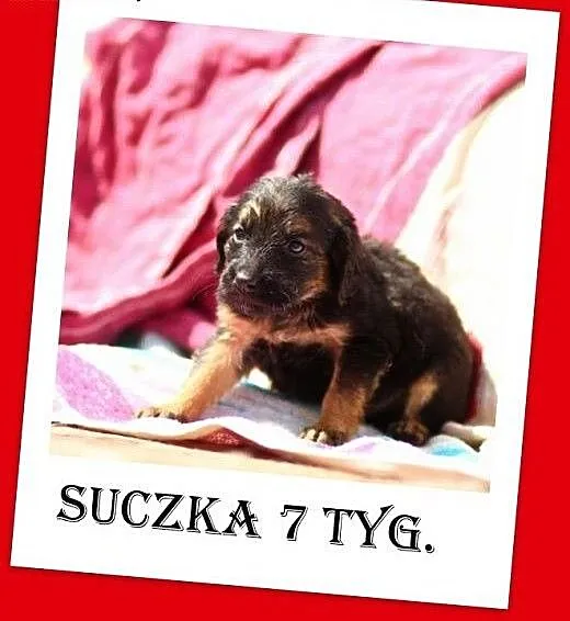 7 tyg.szczeniak,suczka średnia docelowo,szczepiona
