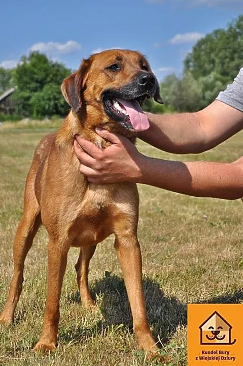 Przyjazny i aktywny Ramzes w typie RHODESIAN RIDGE