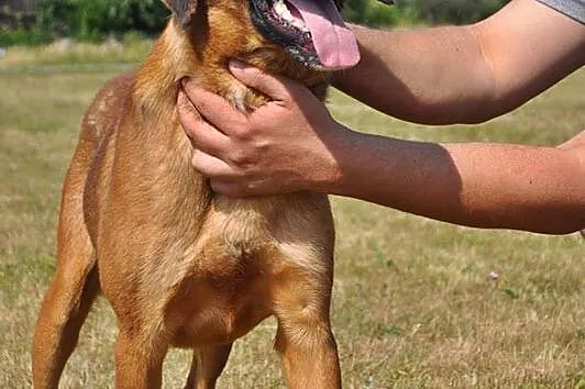 Przyjazny i aktywny Ramzes w typie RHODESIAN RIDGE