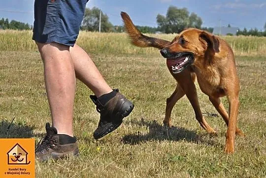 Przyjazny i aktywny Ramzes w typie RHODESIAN RIDGE