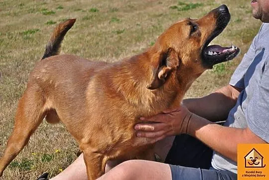 Przyjazny i aktywny Ramzes w typie RHODESIAN RIDGE