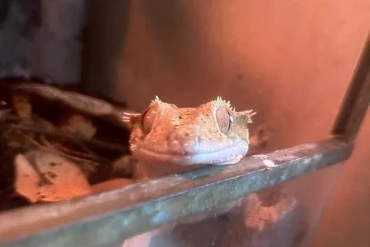 gekon orzęsiony odmiany dalmatian wraz z terrarium, Małopolskie, Kraków