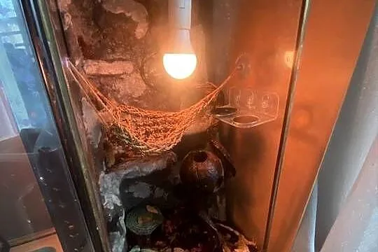 gekon orzęsiony odmiany dalmatian wraz z terrarium, Małopolskie, Kraków