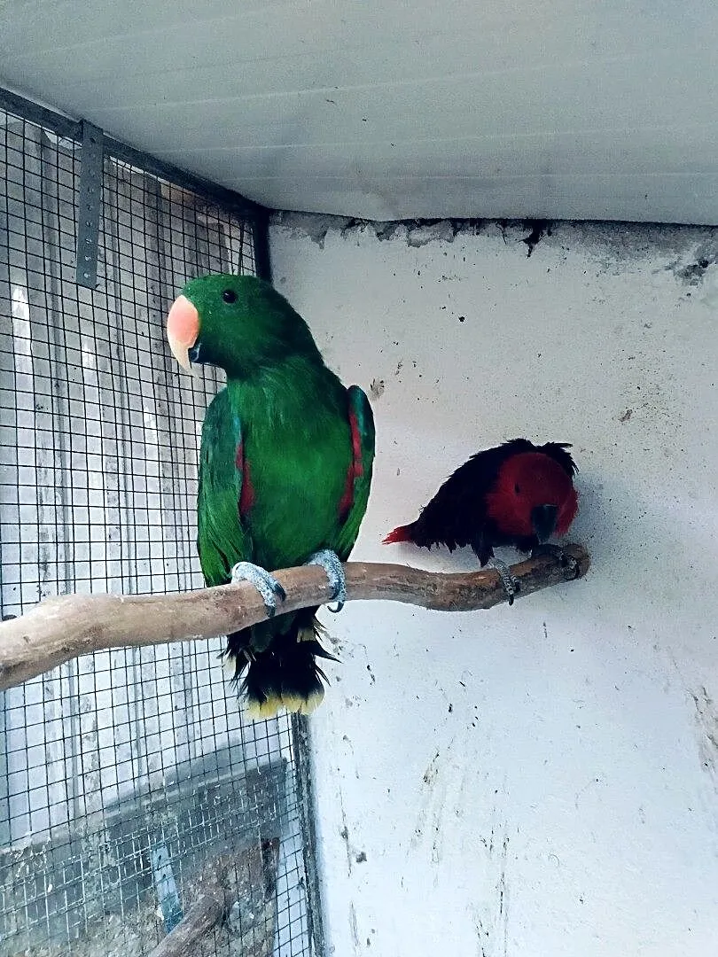 Lory wielkie /barwinki, Małopolskie, Wieliczka