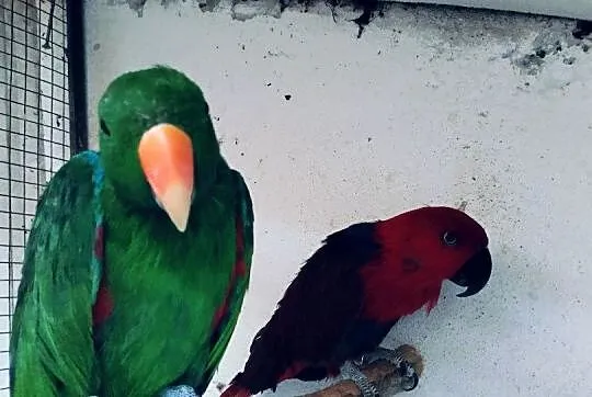 Lory wielkie /barwinki, Małopolskie, Wieliczka