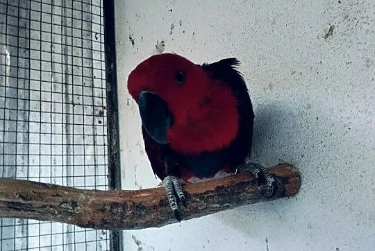 Lory wielkie /barwinki, Małopolskie, Wieliczka