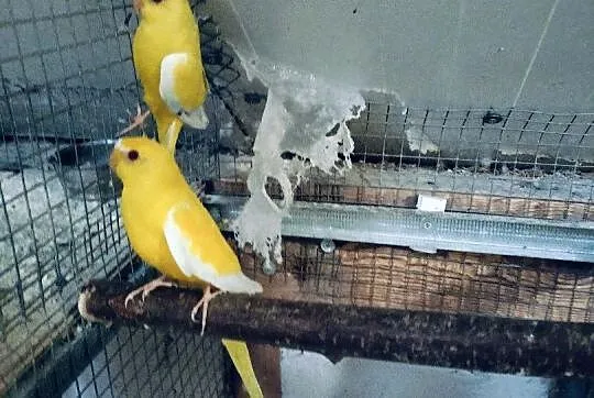 Lory wielkie /barwinki, Małopolskie, Wieliczka