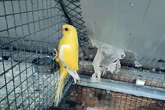 Lory wielkie /barwinki, Małopolskie, Wieliczka